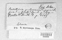 Ejnerjensenia myriocarpa image
